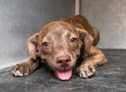 A baby medium-sized male Mixed Breed dog named Quentin for adoption in West Chester, PA