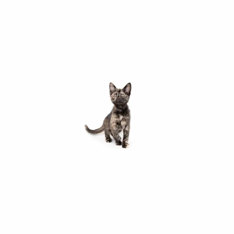 A baby small-sized female Tortoiseshell Domestic Short Hair cat named Elderberry for adoption in Playa Vista, CA