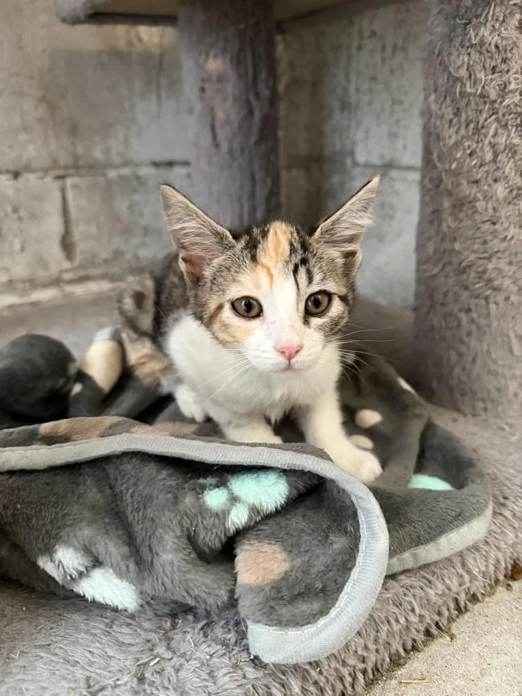 A baby small-sized female Domestic Short Hair cat named Zema for adoption in Ontario, CA