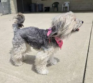 An adult small-sized female Maltese dog named June Bug for adoption in Bucyrus, OH