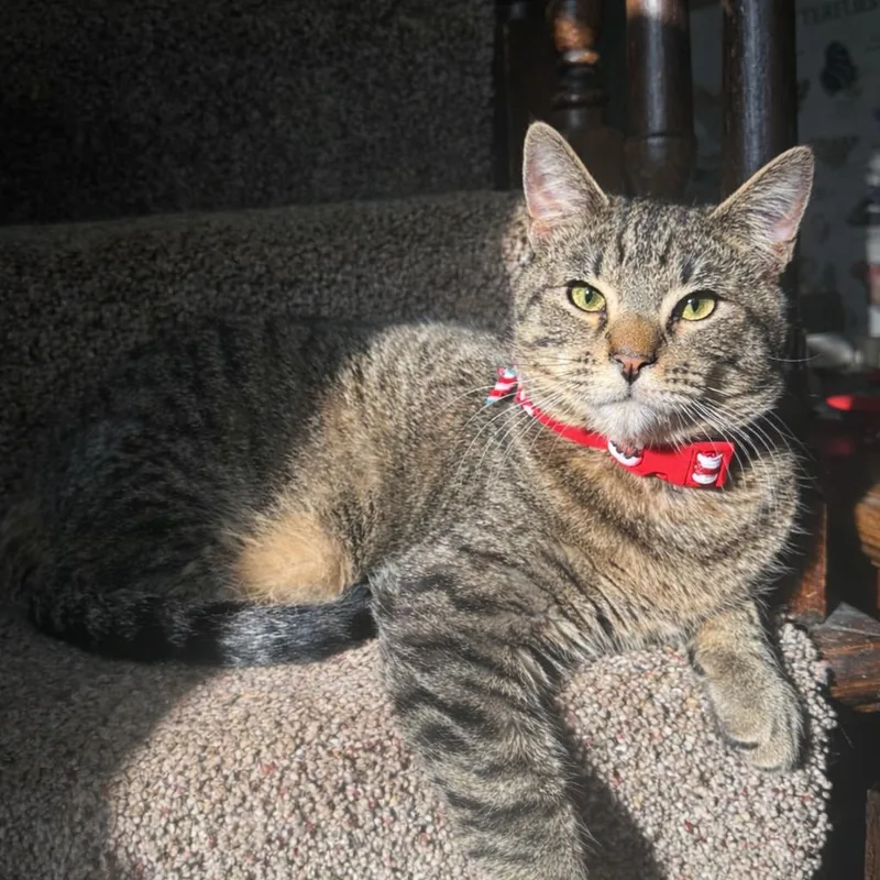 Snickers thumbnail 2