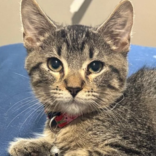 Snickers thumbnail 3