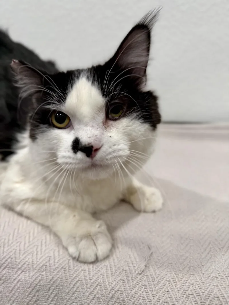 Majestic thumbnail 3