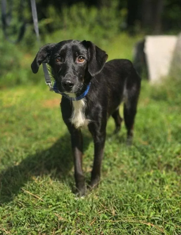 A young small-sized male English Springer Spaniel dog named N Oatmeal for adoption in Salisbury, MD