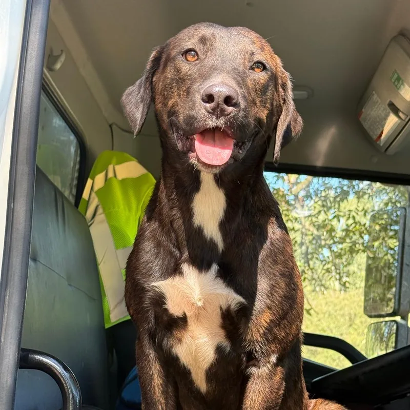 A young medium-sized male Brindle Mixed Breed dog named Blue for adoption in Natchez, MS