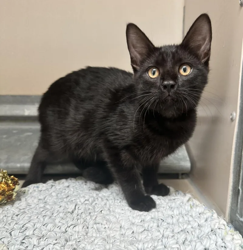 A young medium-sized female Black Domestic Short Hair cat named 61577988 for adoption in Elko, NV