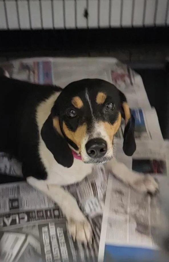 An adult medium-sized female Beagle dog named Beans for adoption in Salem, OH