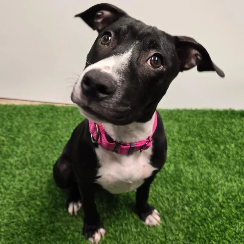 Twizzler thumbnail 2