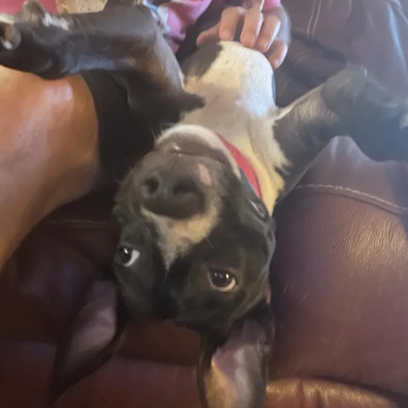 Twizzler thumbnail 4