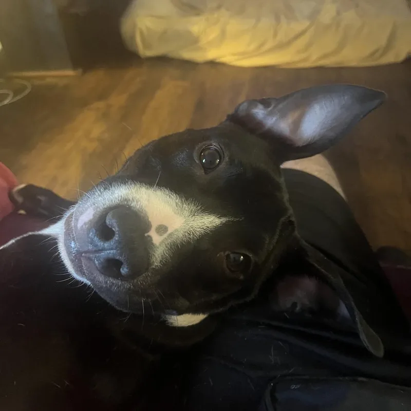 Twizzler thumbnail 5