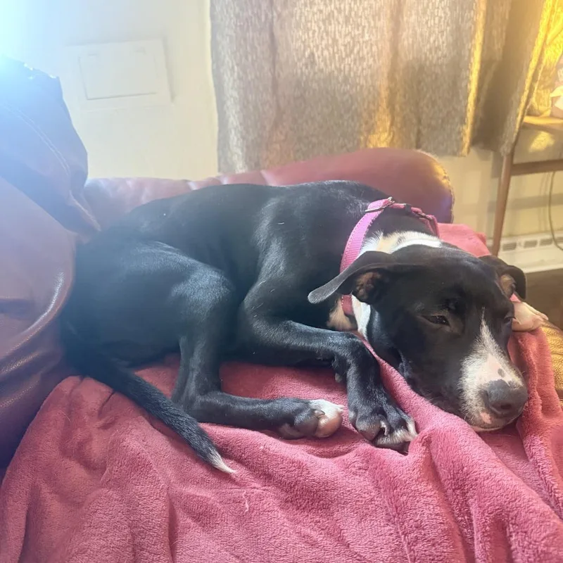 Twizzler thumbnail 6