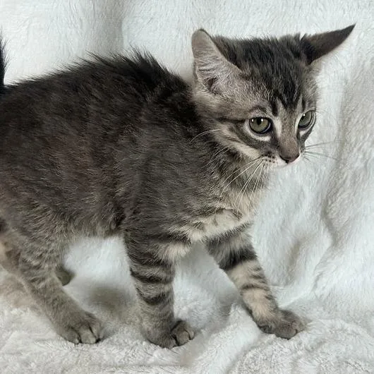 A baby small-sized male Gray / Blue / Silver Domestic Short Hair cat named Aang for adoption in Johnson City, TN