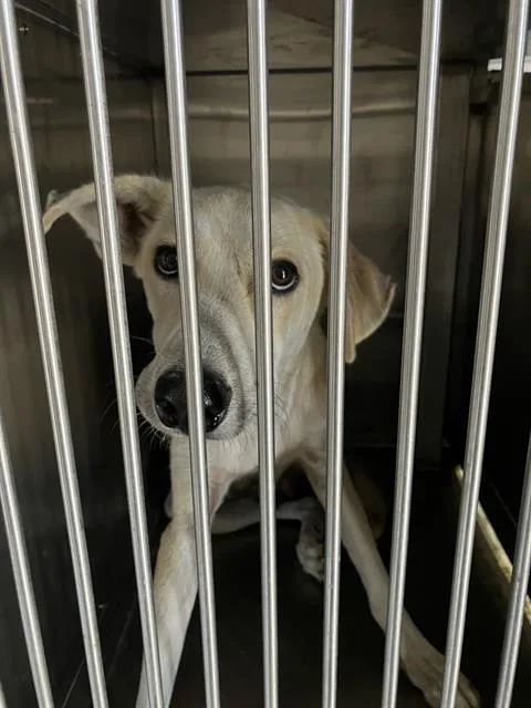 An adult large-sized female Mixed Breed dog named Hope for adoption in Dallas, TX