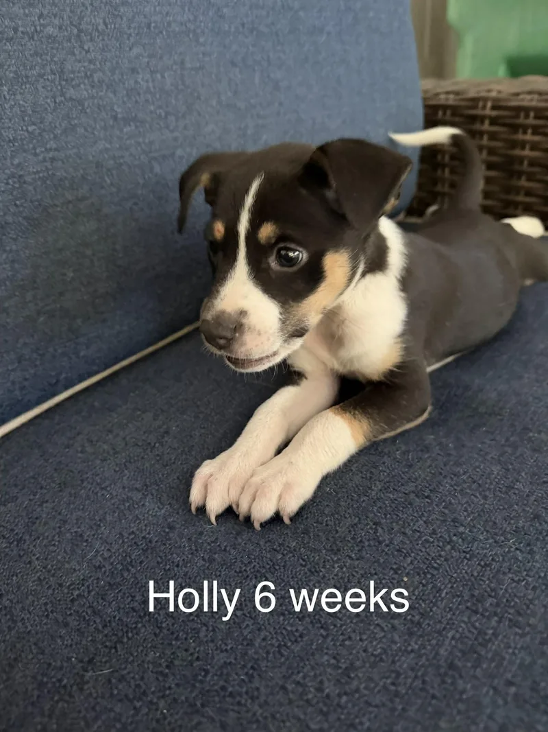 A baby medium-sized female Black Australian Shepherd dog named Holly for adoption in Texarkana, TX