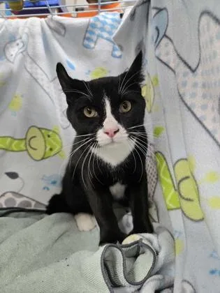 An adult medium-sized male American Curl cat named Ryan for adoption in Gainesville, FL