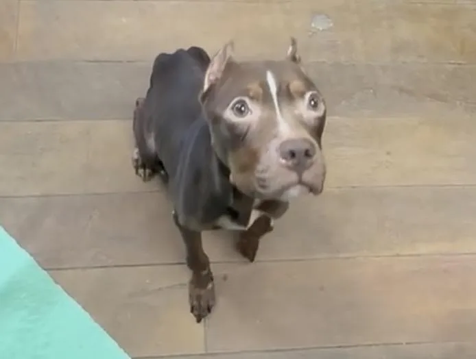 Willow She’s Seen The