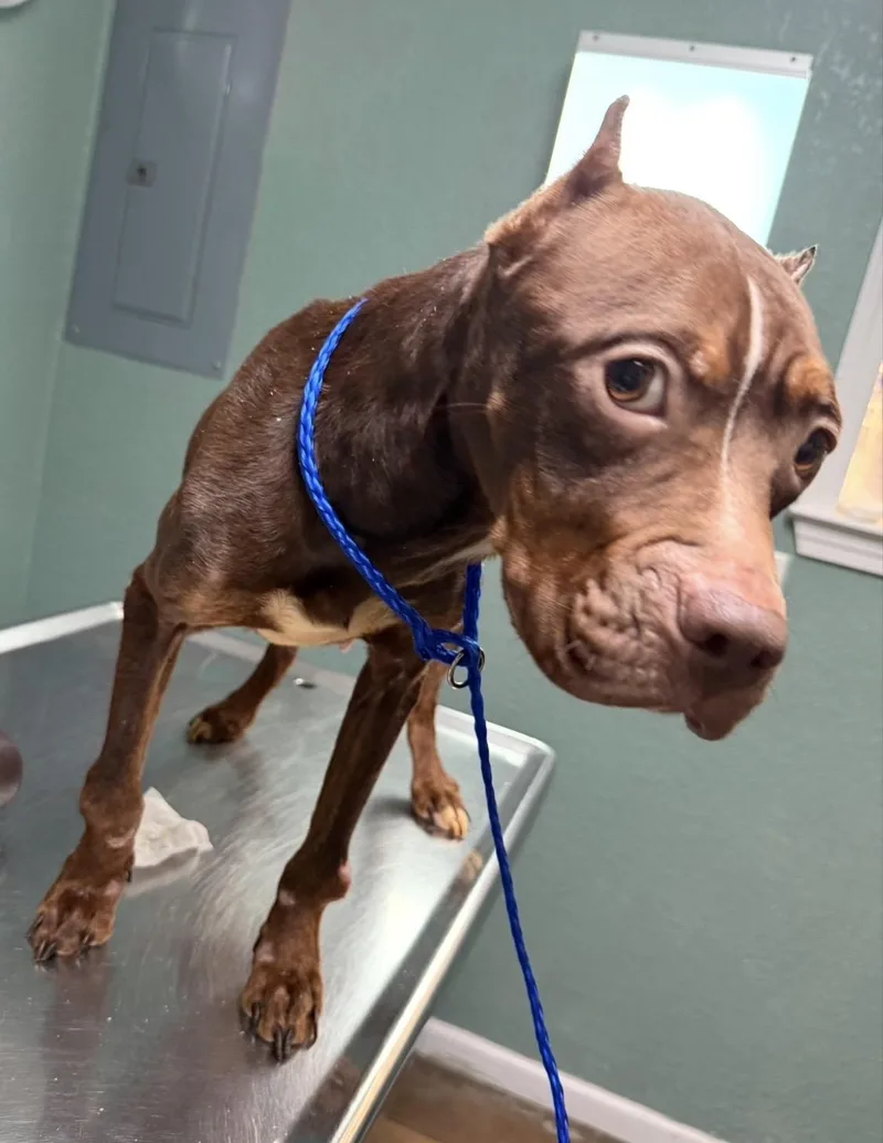 Willow She’s Seen The thumbnail 3