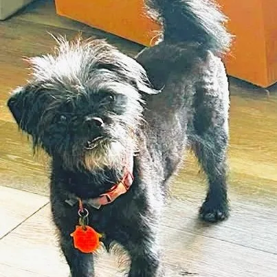 Tootsie