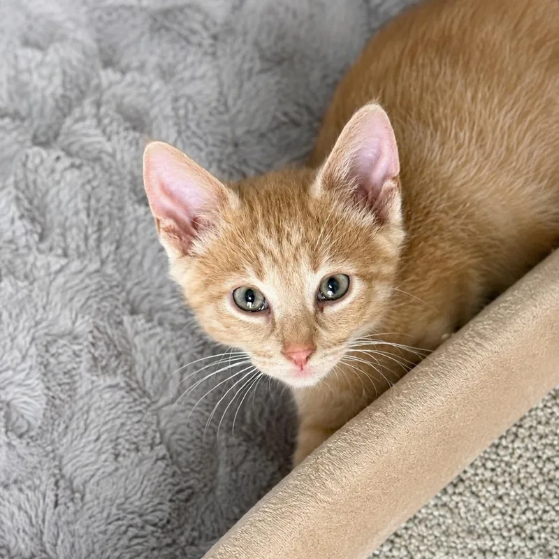 A baby small-sized male Orange / Red Domestic Short Hair cat named Dicky for adoption in Chillicothe, IL