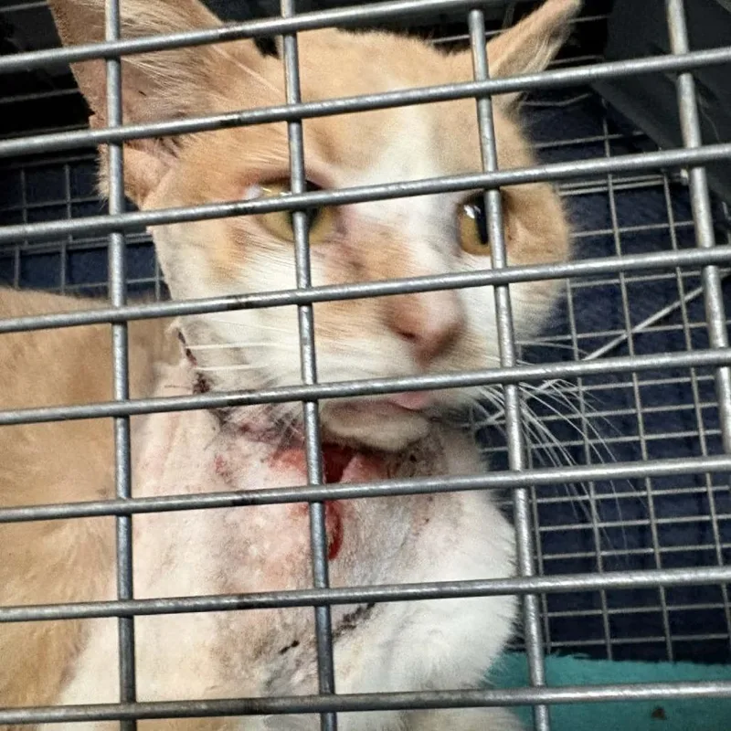 A young small-sized male Buff / Tan / Fawn Domestic Short Hair cat named Georg for adoption in Middletown, OH