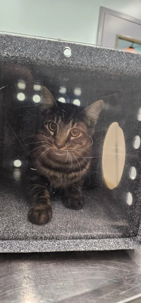 A young medium-sized male Domestic Short Hair cat named Rhino for adoption in Athens, TN
