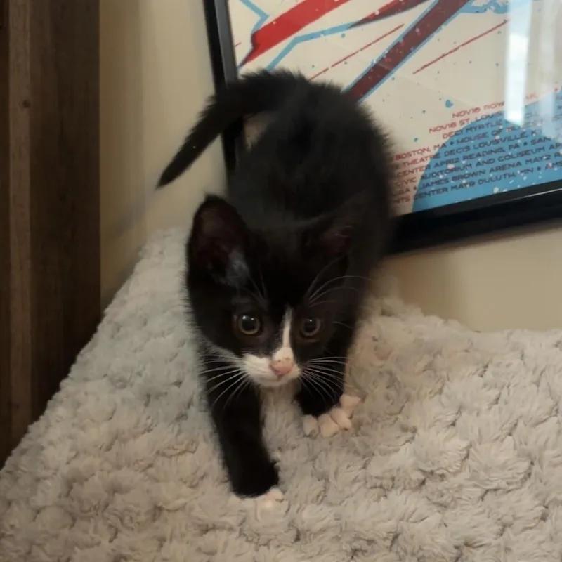 A baby medium-sized male Tuxedo cat named Water Slide for adoption in Columbia, SC