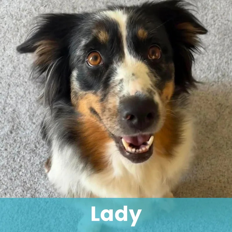 An adult medium-sized female Mixed Breed dog named Lady for adoption in Rochester , NY