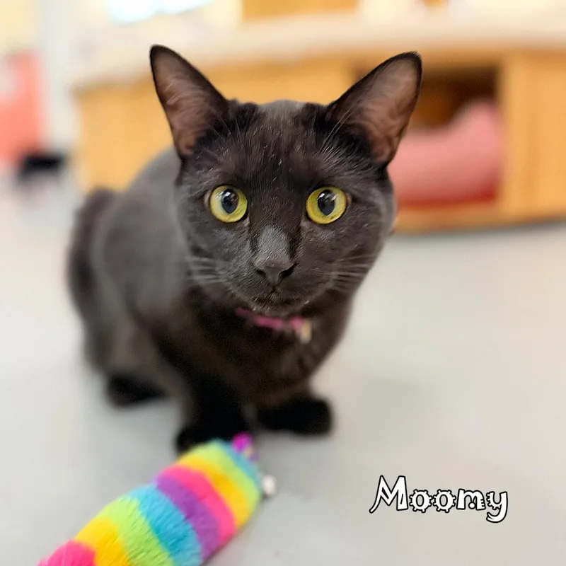An adult small-sized female Black Domestic Short Hair cat named Moomy@pawz Pet Cafe for adoption in Carmel, IN