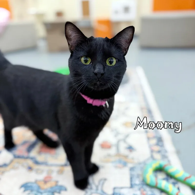 Moomy@pawz Pet Cafe thumbnail 2