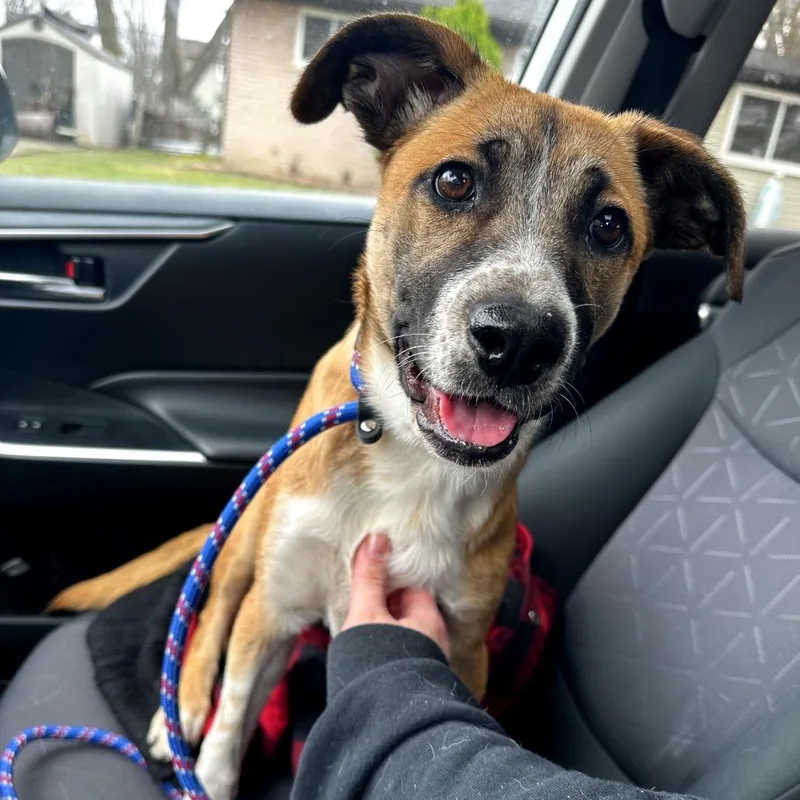 Popsicle thumbnail 2