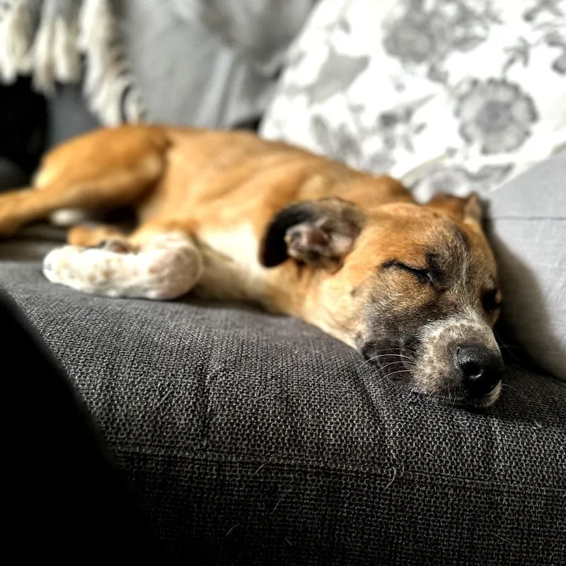 Popsicle thumbnail 3