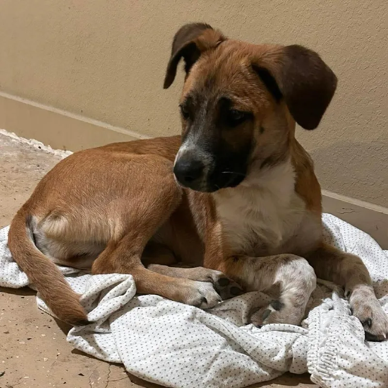 Popsicle thumbnail 4