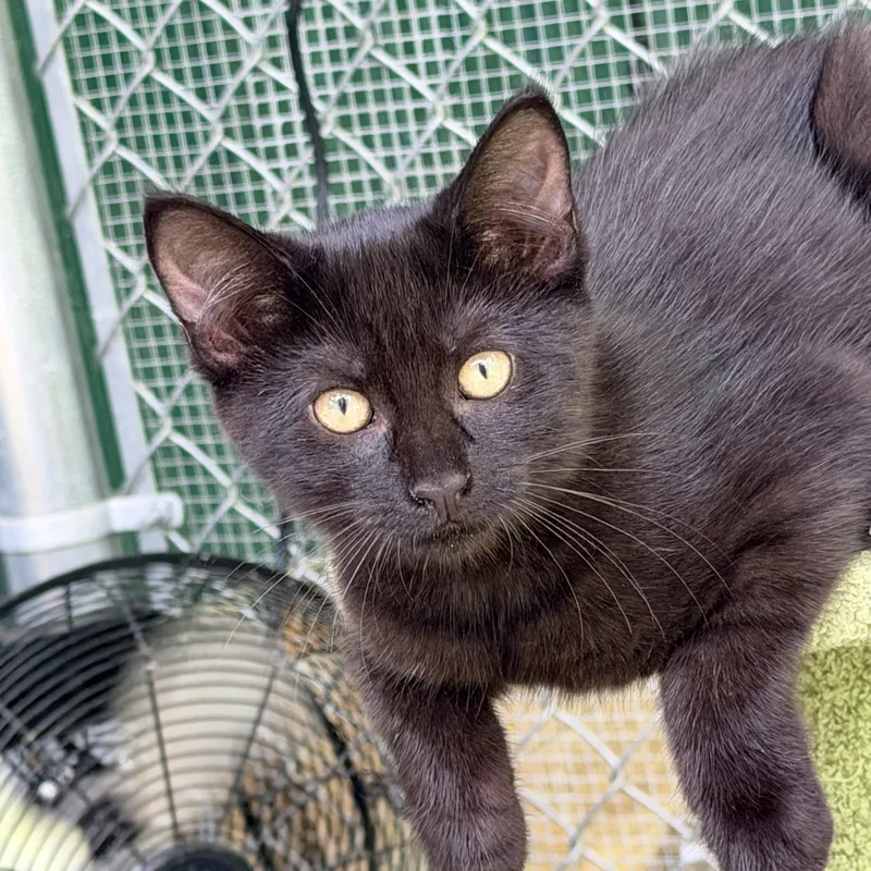 A baby small-sized female Black Domestic Short Hair cat named Marigold for adoption in Pittsburgh, PA