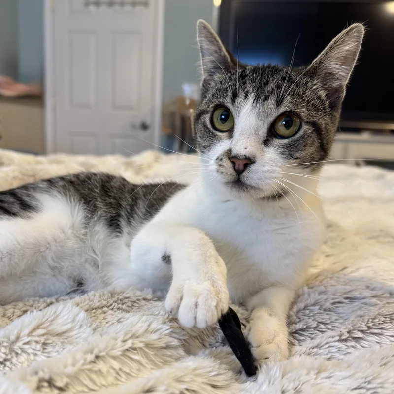 Cinderella thumbnail 2