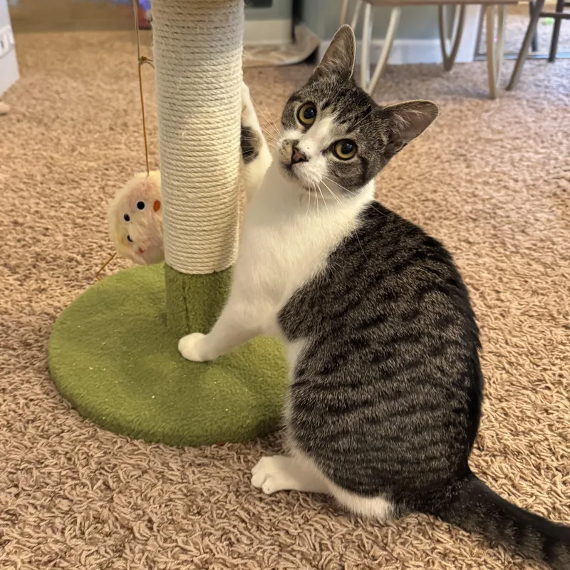 Cinderella thumbnail 3