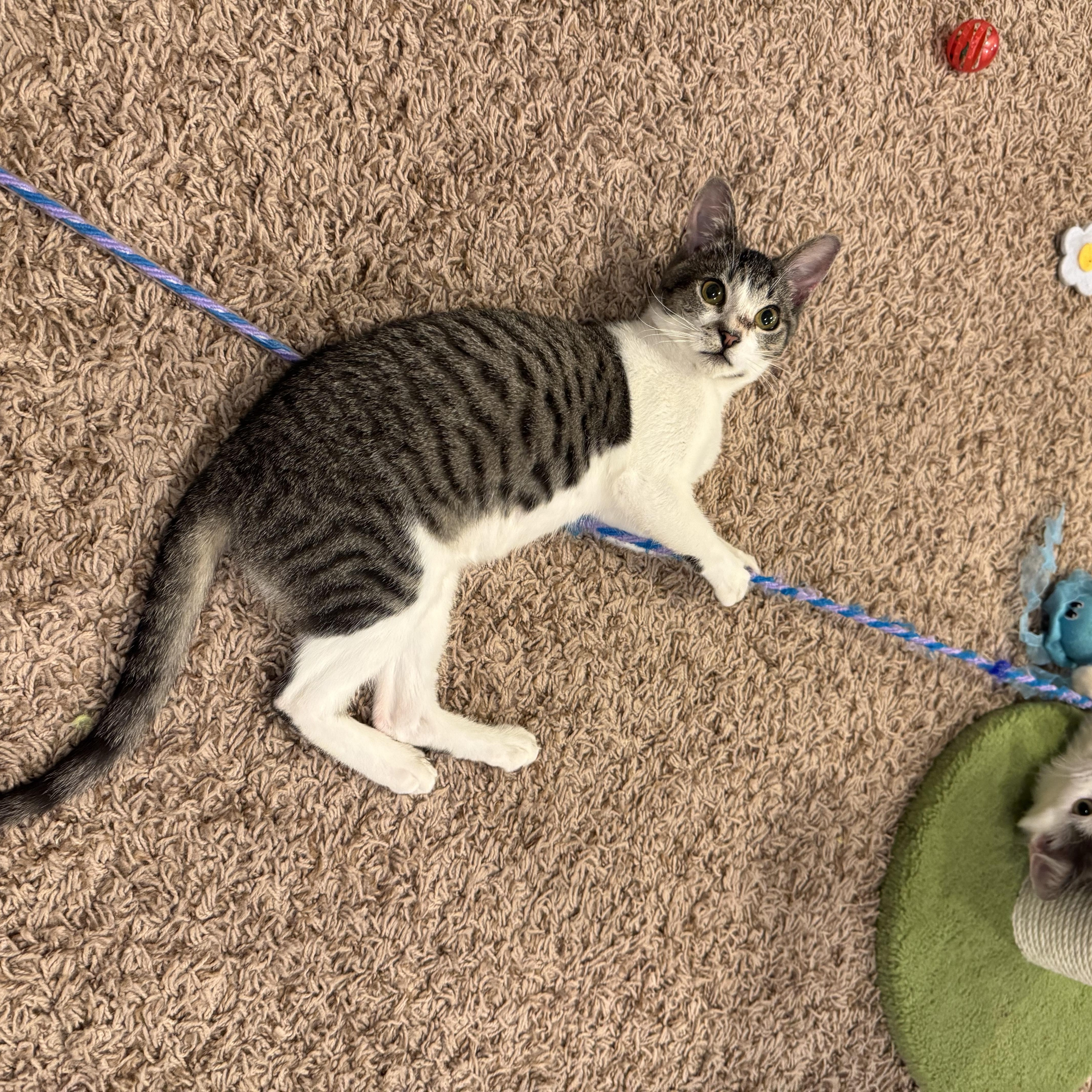 Cinderella thumbnail 4