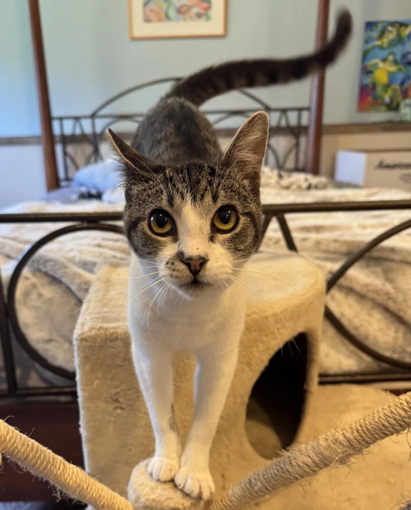 Cinderella thumbnail 5