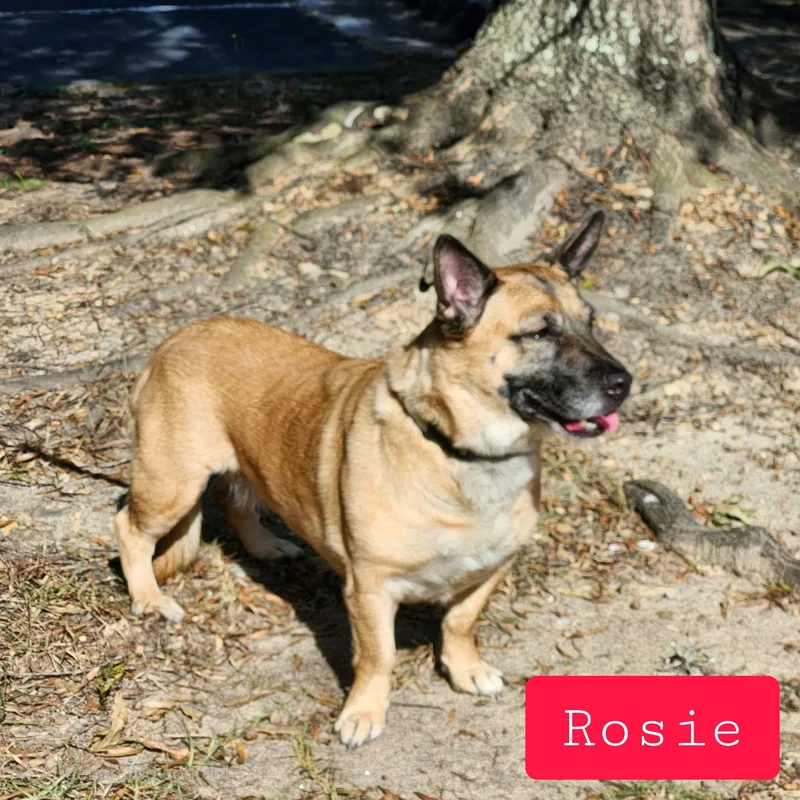 A senior medium-sized female Bicolor German Shepherd Dog named Rosie for adoption in Stockbridge, GA
