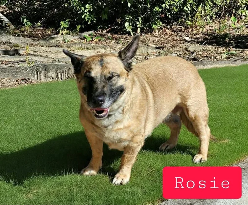 Rosie thumbnail 3