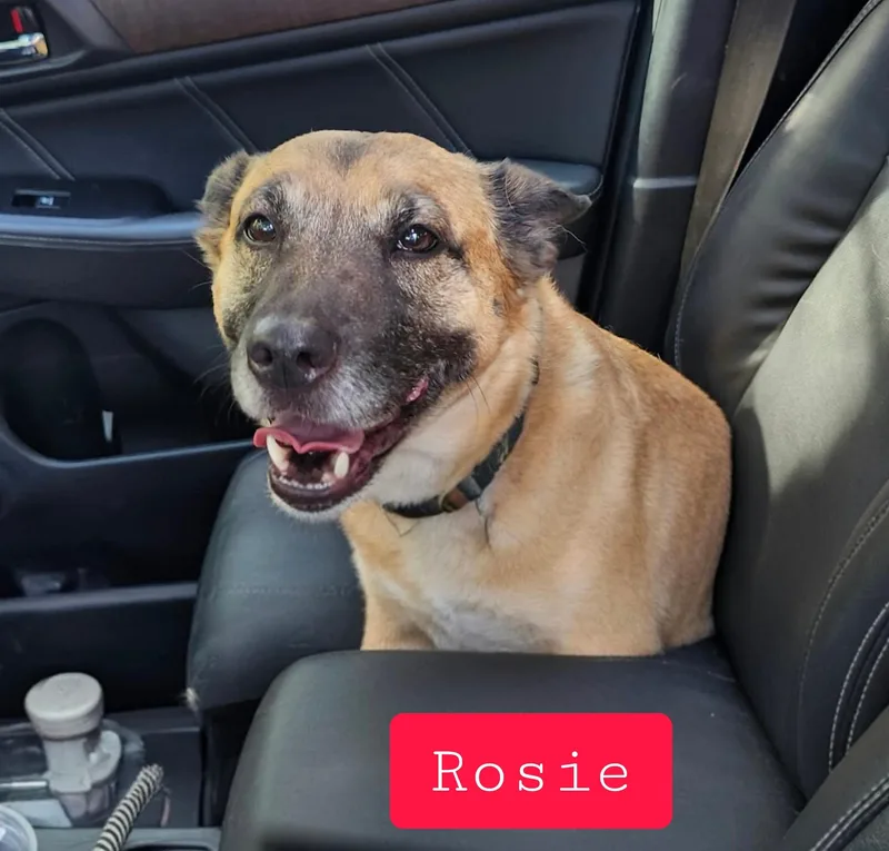 Rosie thumbnail 4