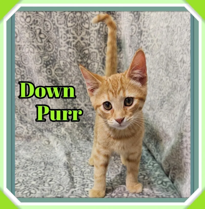 Down Purr