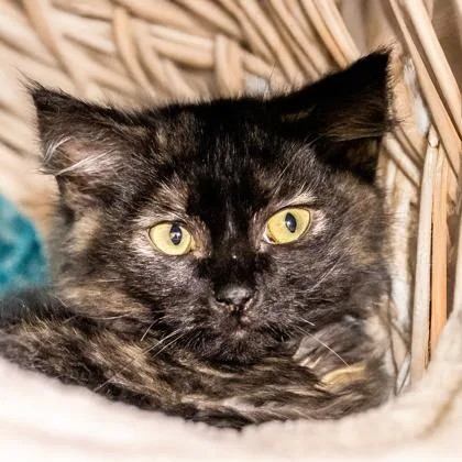 A baby small-sized female Domestic Medium Hair cat named Tillamook for adoption in Camano Island, WA