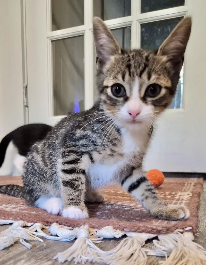 A baby small-sized male Domestic Short Hair cat named Choux for adoption in Houston, TX