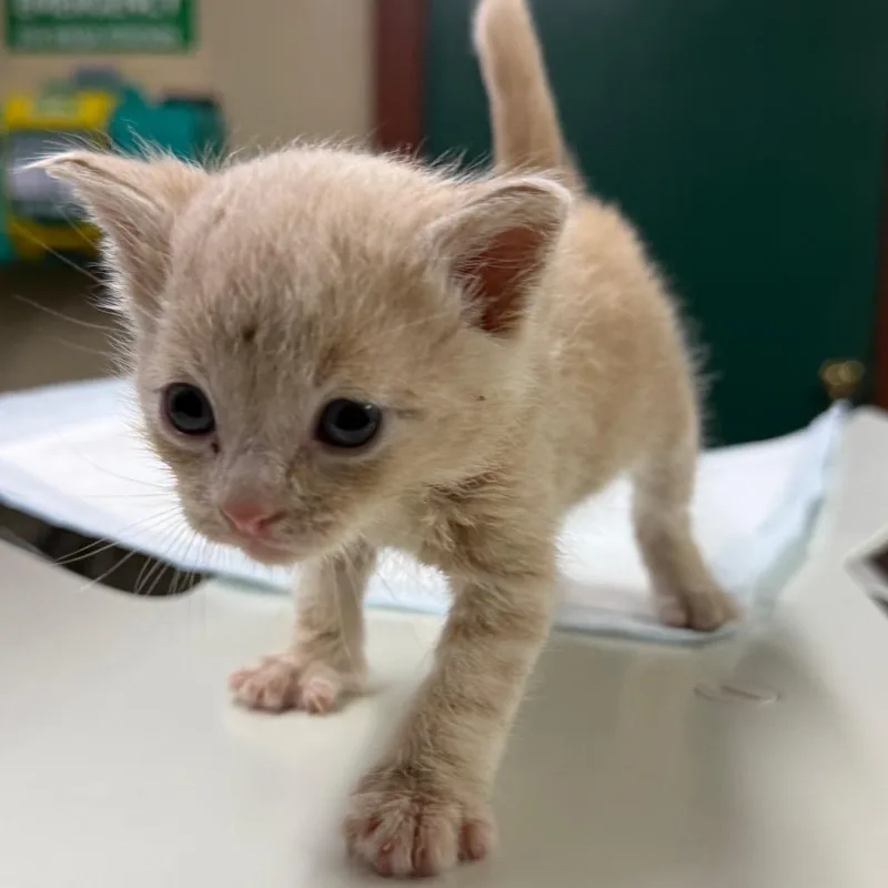 A baby small-sized male Orange / Red Domestic Short Hair cat named Shell for adoption in Pauls Valley, OK