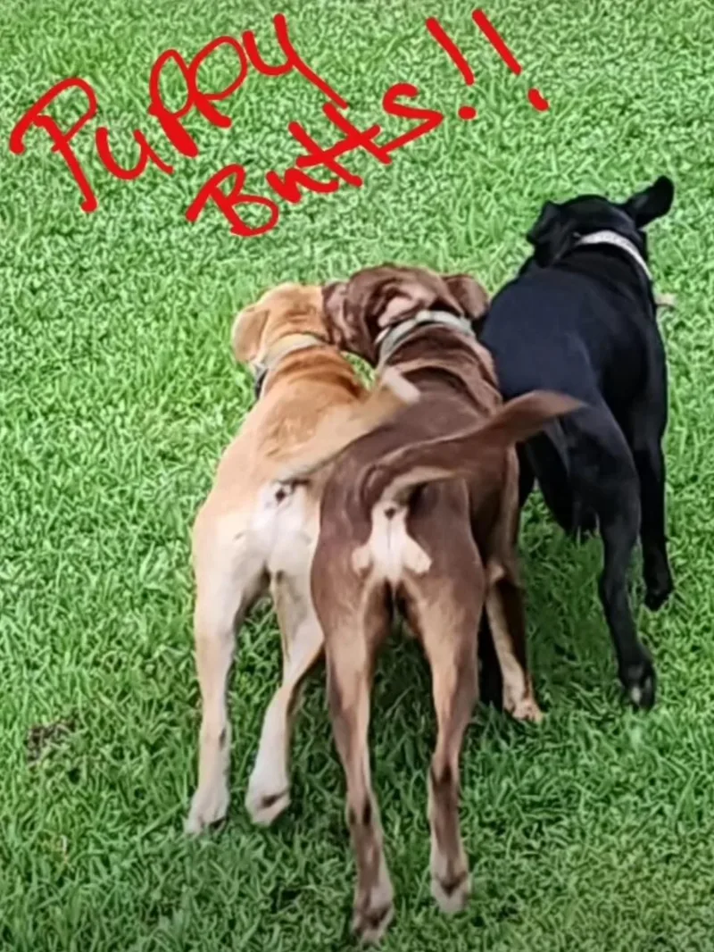 Peanut – A Gentle thumbnail 2