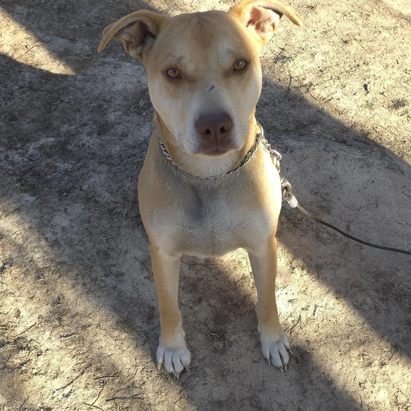 Peanut – A Gentle thumbnail 3