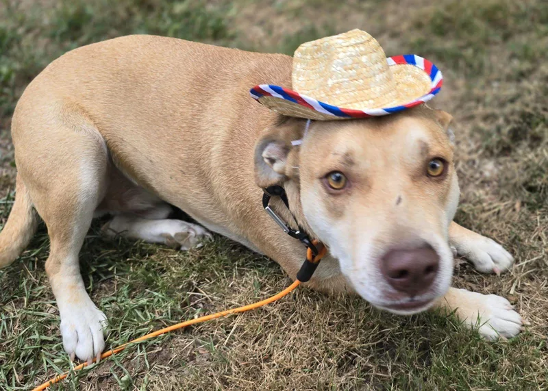 Peanut – A Gentle thumbnail 4