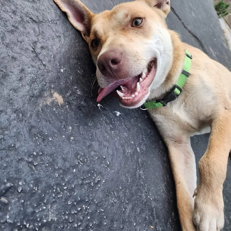 Peanut – A Gentle thumbnail 5