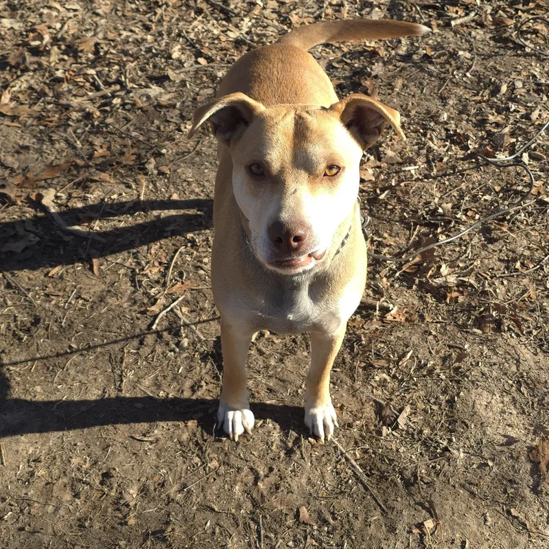 Peanut – A Gentle thumbnail 6