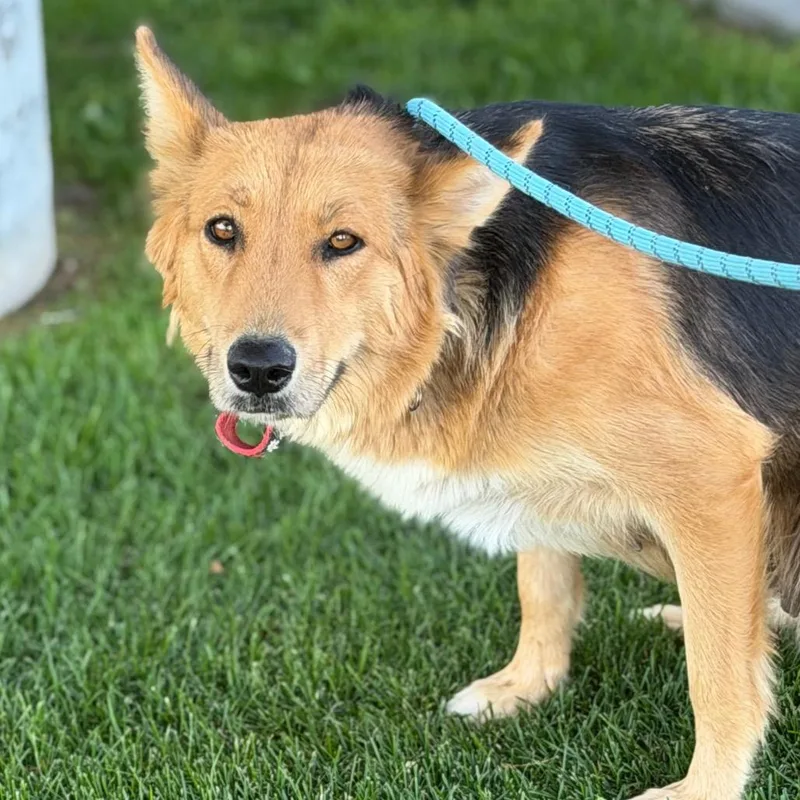 An adult medium-sized female Golden Shepherd dog named Sundae for adoption in Idaho Falls, ID